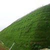 Muro verde